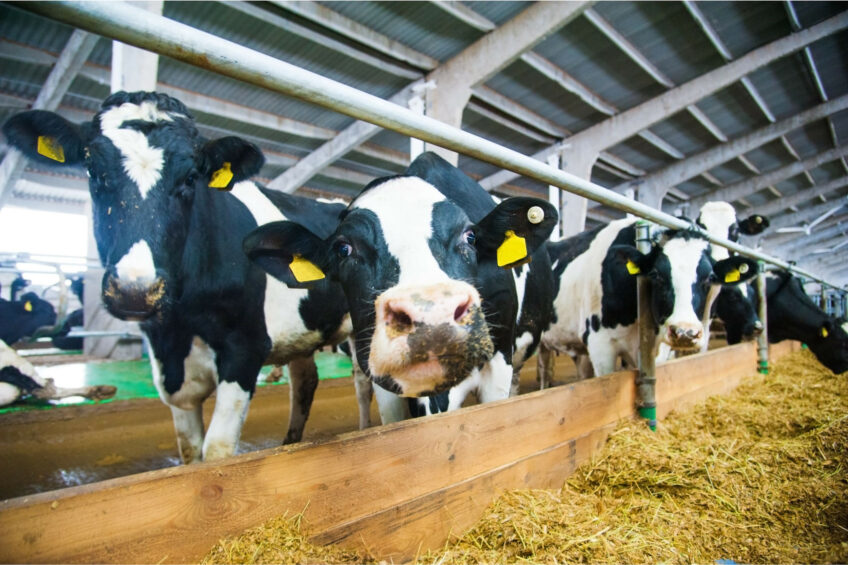 World Dairy Expo takes place in Madison, Wisconsin, from 1-4 October 2024. Photo: Canva