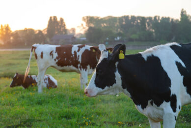 The Global Dairy Sustainability Challenge welcomes startups worldwide that have innovative technologies that can help the dairy sector. Photo: Canva