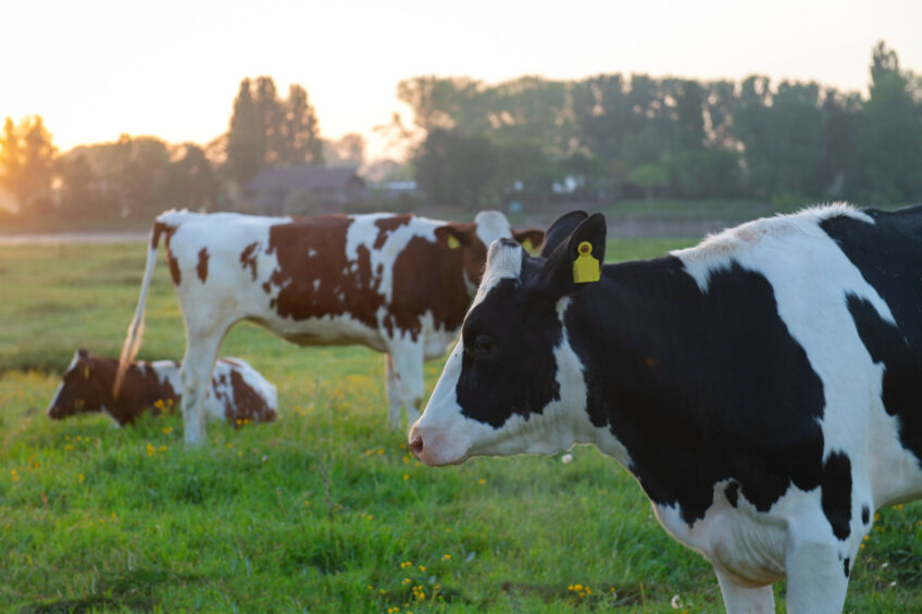 The Global Dairy Sustainability Challenge welcomes startups worldwide that have innovative technologies that can help the dairy sector. Photo: Canva