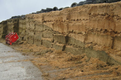 Several simple observations can help determine whether silage is warm because it is still cooling down or due to aerobic spoilage. Photo: Canva