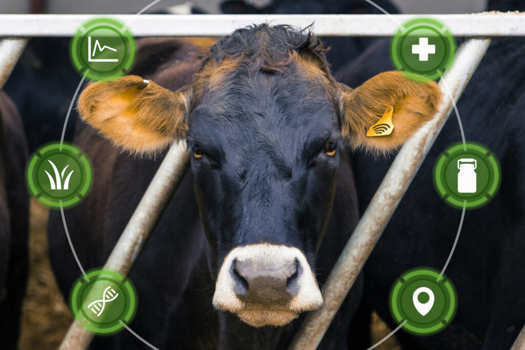 The dairy industry increases the need to advance the devices and tools for more efficient applications in the field. Photo: Canva