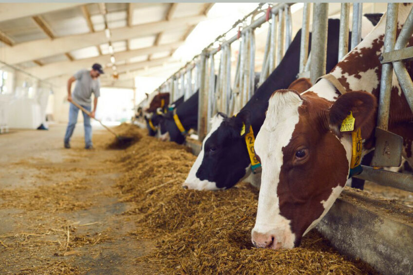 Uncertain times are taking a toll on the investment willingness of dairy farmers in Finland. Photo: Canva