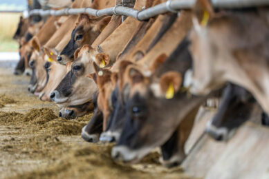 Bluetongue serotype 3, Bluetongue serotype 4 and 8, Epizootic Haemorrhagic Disease (EHD) and recently even some cases of anthrax – French cattle farmers are dealing with a multitude of diseases. Photo: Canva