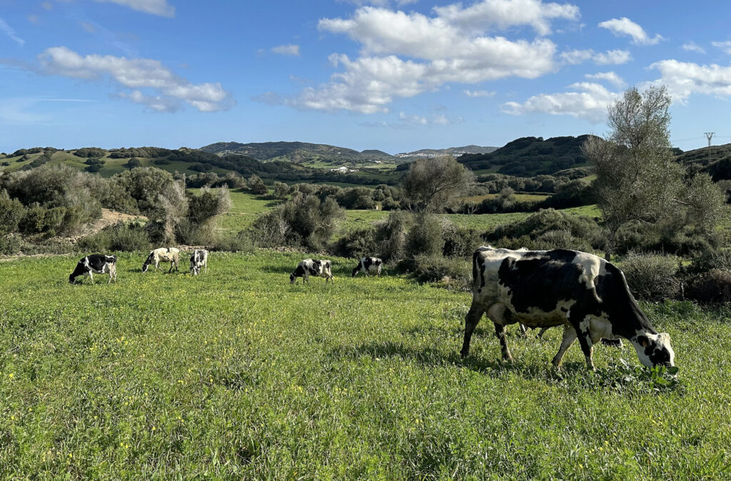 Cows at the farm graze all year round.