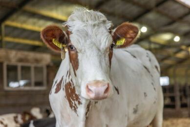 Sustainability in dairy farming is about animal health and wellbeing, the environment and circularity, and farm financial stability. Photo: Trouw Nutrition