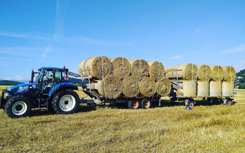 As part of the regulations, the farm is not allowed to feed the cows silage, only fresh grass and hay.