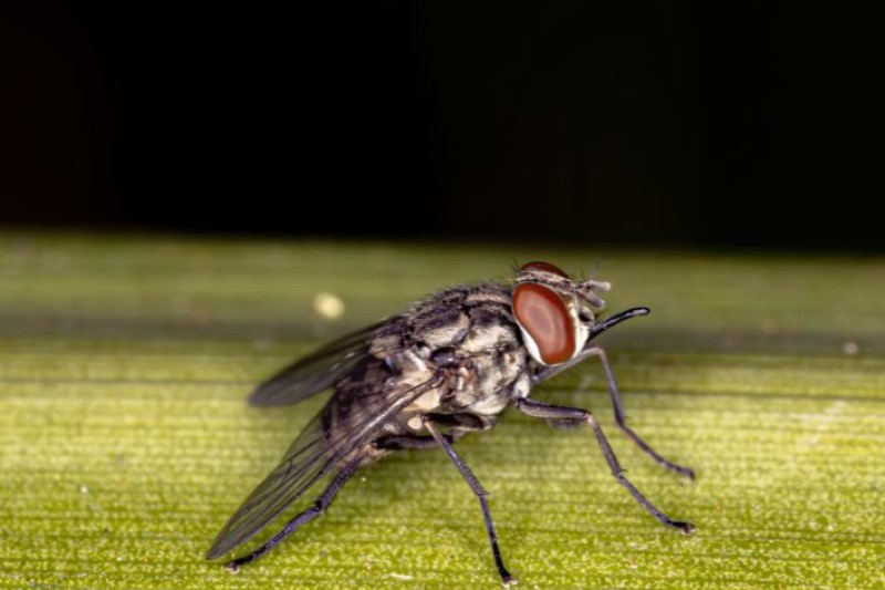 Biting flies spreading mastitis: new route of transmission