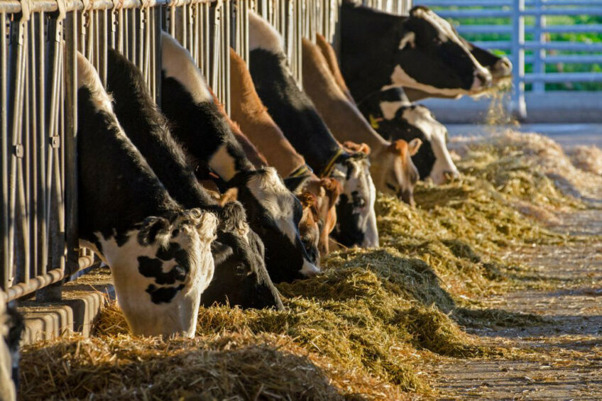 The Russian government estimated that in the country, on average, around 700,000 tonnes of food waste is potentially suitable for use as feed for agricultural animals per year. Photo: Canva