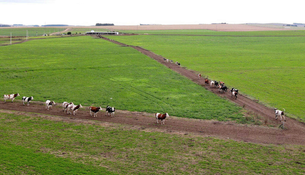 The cows are grazed outdoors all year round, including in the winter. 