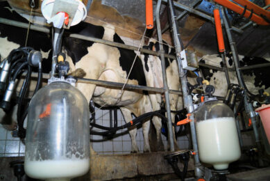 The average daily production of the dairy herd in Flanders also went up, from 30.9 kgs to 31.2 kgs per milking day. Photo: Canva