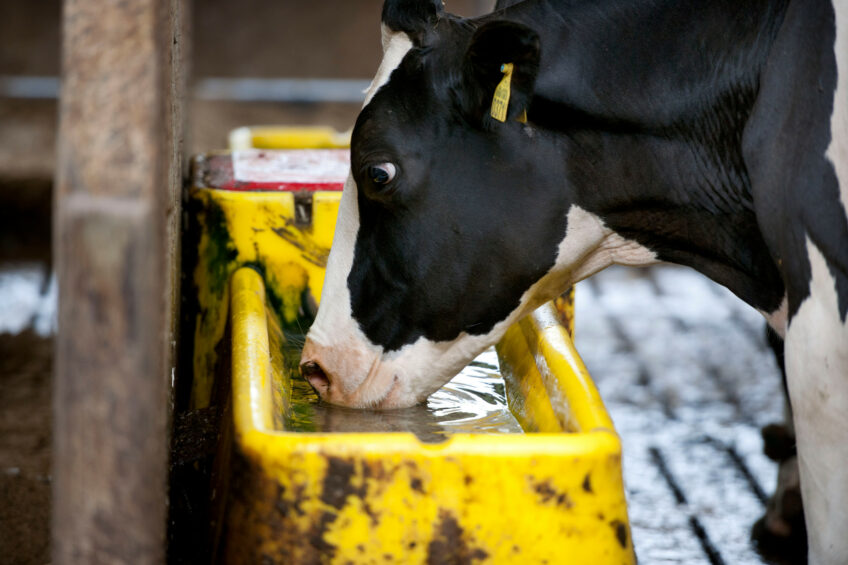 During hot weather cows must consume large volumes of water; however, with more water consumption comes greater excretion which could lead to a disbalance of minerals. Photo: Mark Pasveer