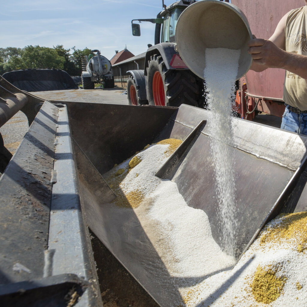 Adding feed additives to the ration of ruminants can help to mitigate the effects of heat stress. Photo: Anne van der Woude