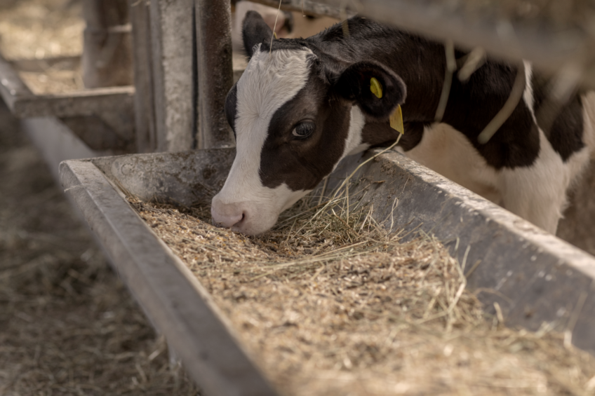 As weaning approaches, starter feed clearly takes the lead over milk replacer when it comes to the supply of protein to the young calf. Photo: Hamlet Protein