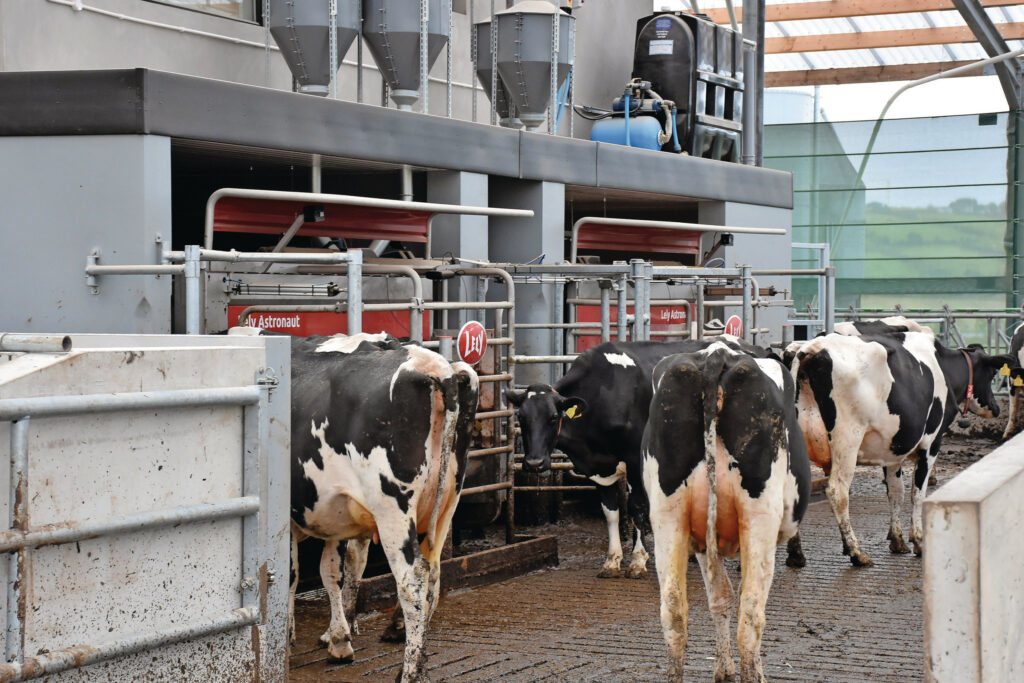 Two Lely Astronaut A5 robotic units take care of milking the cows which are currently averaging 3.7 milkings each per day.