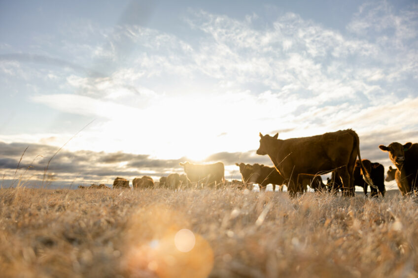 Animal welfare is an important aspect of sustainable livestock farming. Photo: Alltech