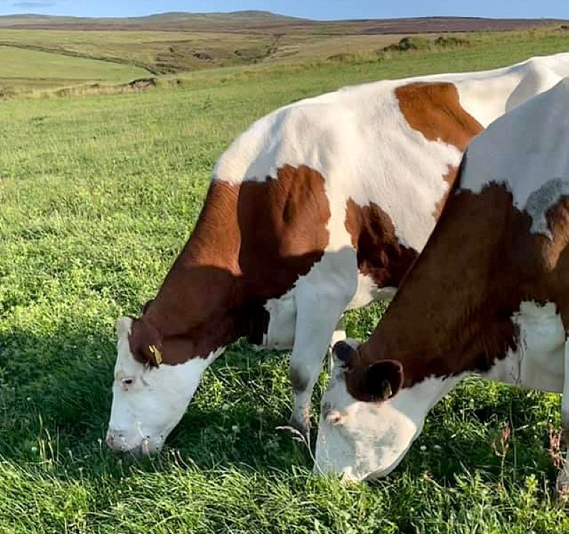 The cows normally graze from March to November in one group. Photo: Aalin Dairy Farm