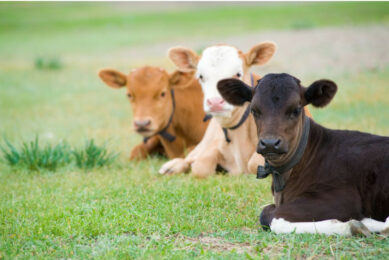 An advantage of the live vaccine is that it can be given to calves from 7 days, with a booster 21 days later, and the onset of immunity 12 days after that. Photo: Canva