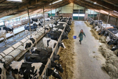 Overview of the stable. The management strategy is aimed at allowing the cows to eat as much grass as possible. Photos: Fred Libochant