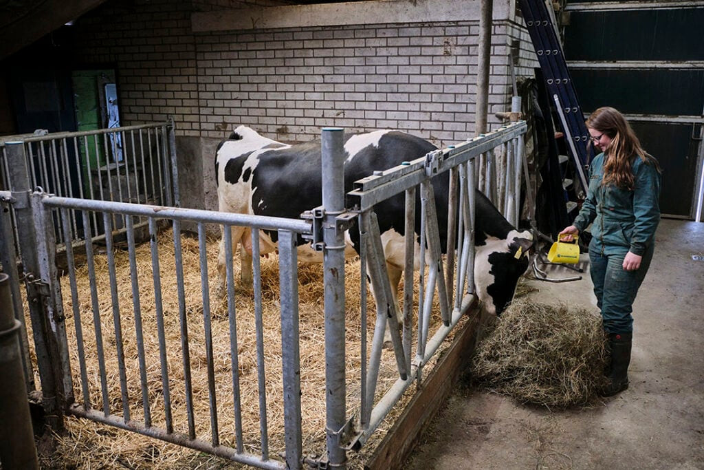 The calving pen. After calving, cows receive the dairy cattle ration. They then immediately start bunkering. That's a good sign.