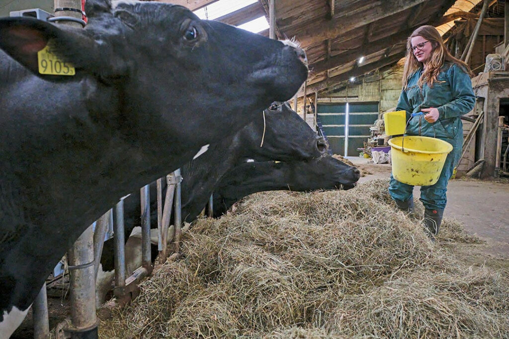 Every morning and evening, all dry cows receive 1 kg of pellets. If someone else has to feed, nothing can go wrong.