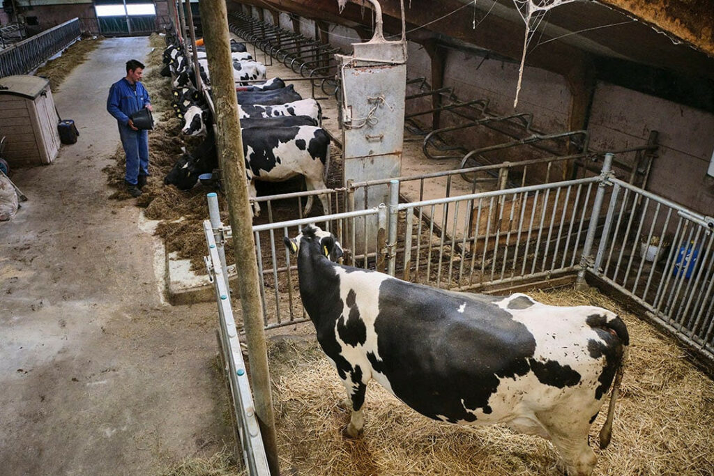 The dry cows in the calving pen at the bottom right. The group is too small to mix a ration for them every day. That is why the farmer feeds hay with pellets.