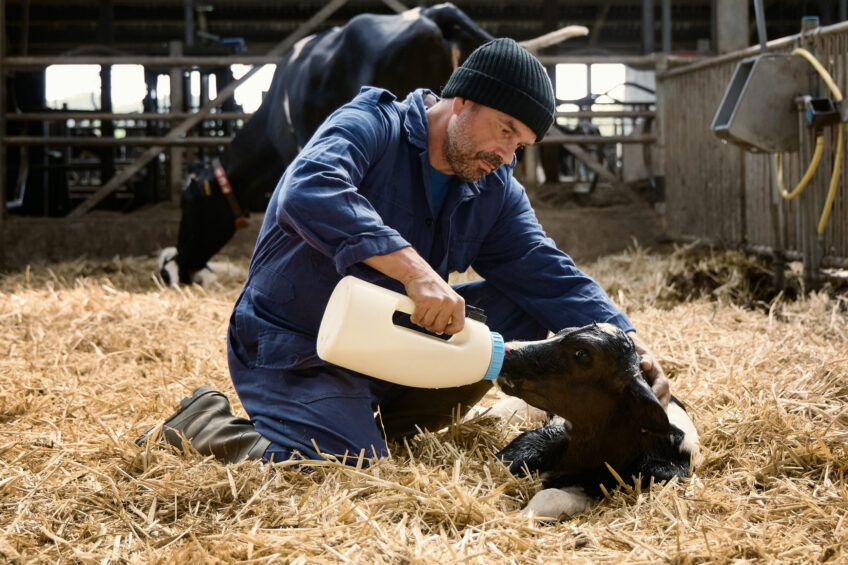 The milk signals closure of the calf’s permeable intestinal lining, creating a natural barrier against pathogen invasion and preparing the calf to transition to solid feed. Photo: Trouw Nutrition