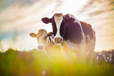 The dairy sector is taking charge of reducing emissions, from tackling enteric methane to lowering carbon output. Photo: Canva