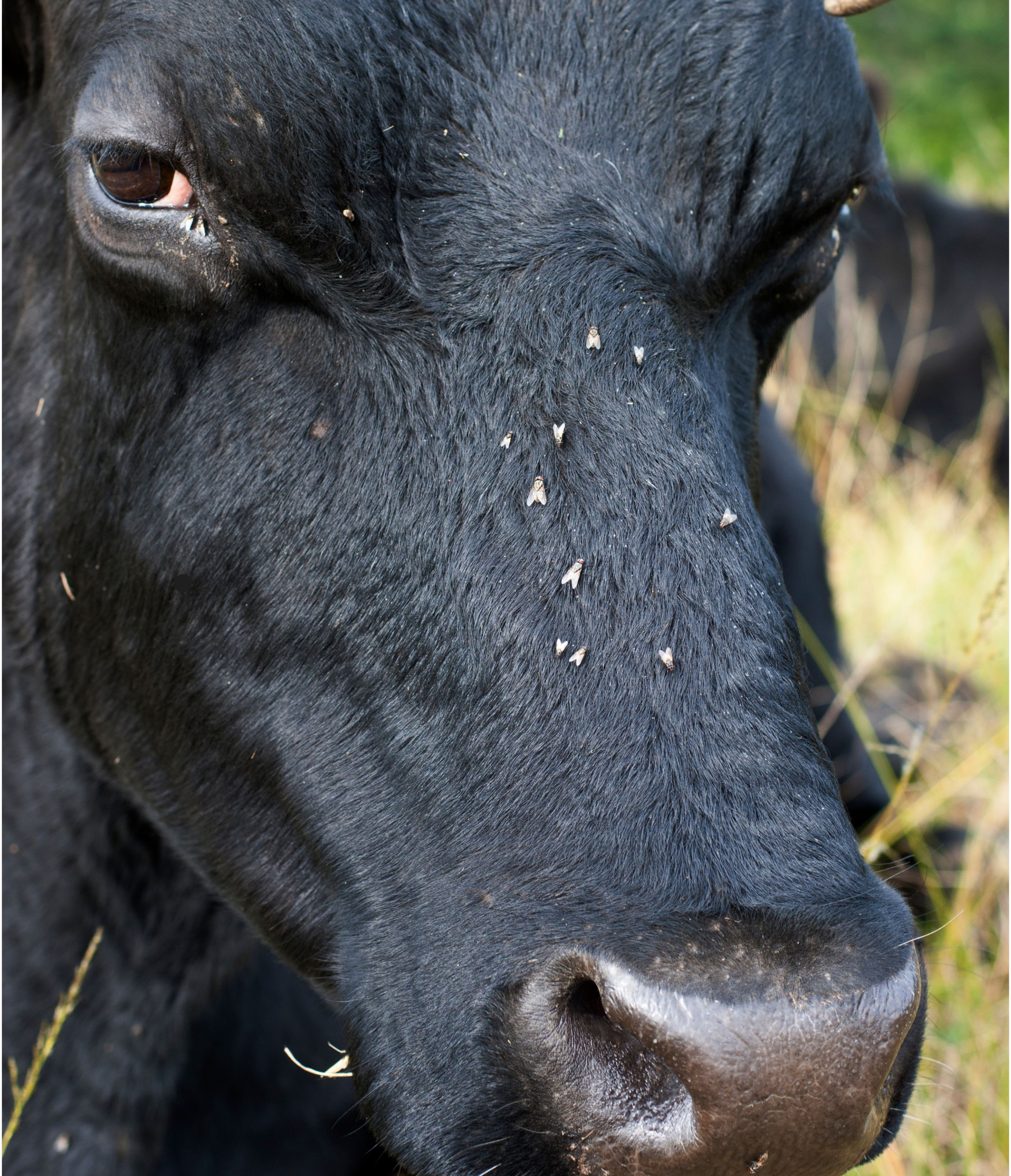 It was found that infestation with parasites such as horn flies, can cause a reduction in milk production of 0.7% per fly per cow and a reduction in milk fat production of 0.65% per fly per cow.