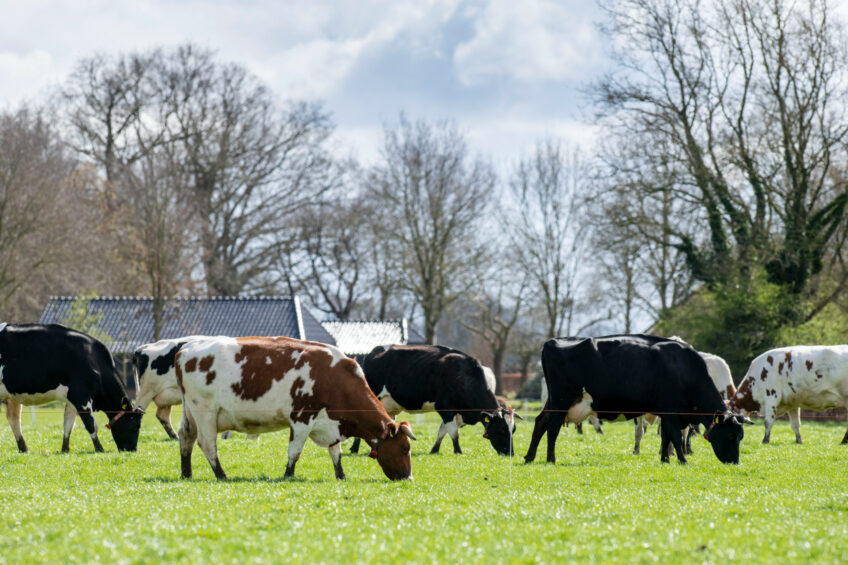 Rabobank anticipates that Australian milk production will grow at a slower pace during the 2024-2025 season, forecasting an increase of just 1.5%. Photo: Mark Pasveer