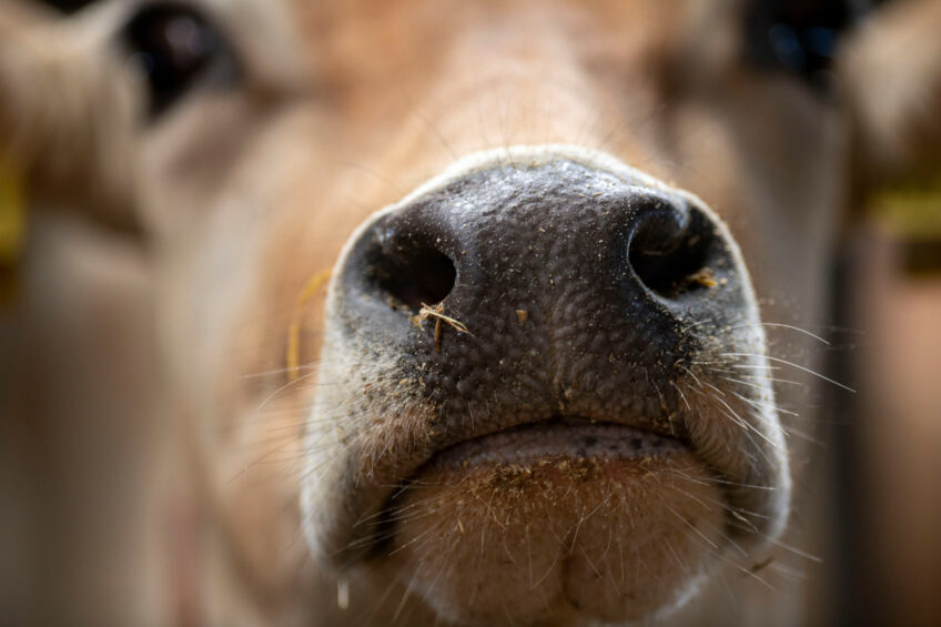 The phytoactive mixture positively affects animal nutrition and health and improves the production efficiency of Jersey cows.