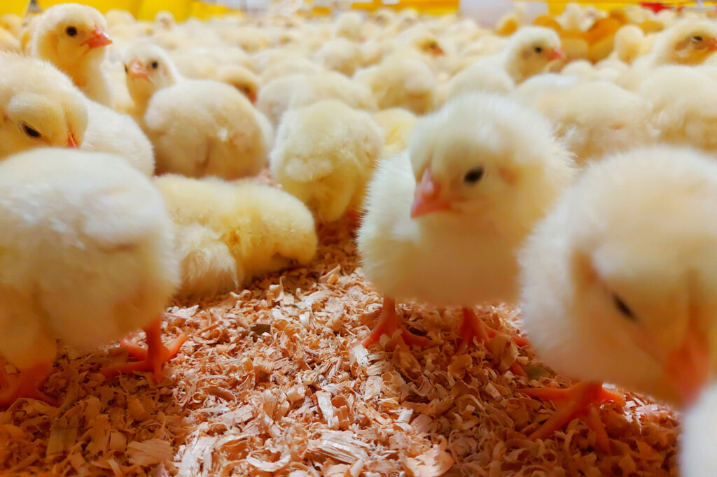 Broilers are favored for their rapid growth and feed efficiency, but intensive breeding can lead to health challenges, including skin issues. Photo: Oscar 31