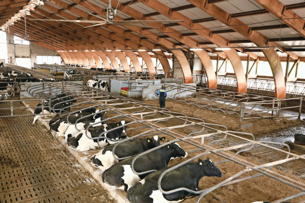 The 2 cubicle houses are fully utilised. One is a 4-row, the other a 6-row, with a feed wall on the outside.