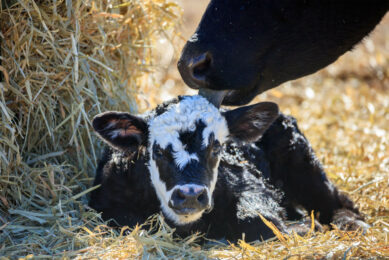 Results of the study showed that in Florida, most cows that remained in the herd for more than 5 lactations (14.5% of total cow records) were born during cool months compared with cows born during hot months. Photo: Canva