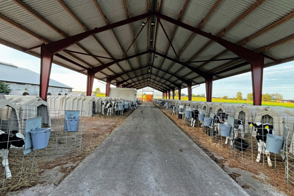 The youngest animals have igloos in a row on either side of the raised feeding alley.