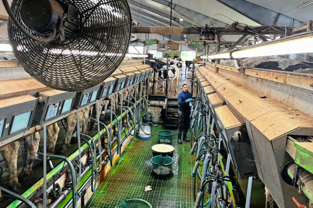 Employees milk the 240 lactating cows in the 2x10 rapid exit milking parlour.