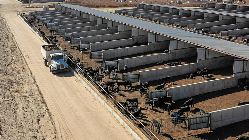 Fullmer Cattle Company has about 80,000 calves on site, half in hutches and half in corrals.