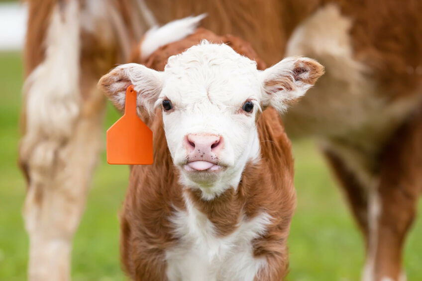 Cows that suckle their calves have a reduced risk of some post-calving diseases and a retained foetal membrane. Photo: Canva