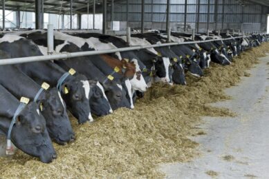 Maximising energy use for optimal dairy cow performance