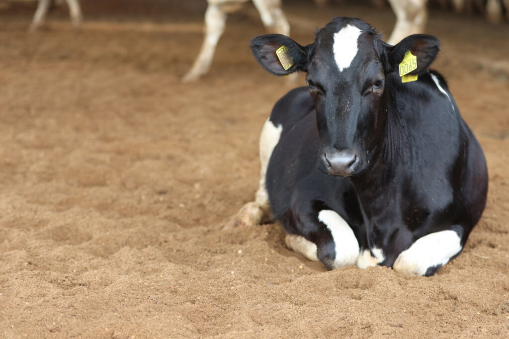 Sand in all boxes and cubicles is key to good animal welfare and at the same time a good way to reduce bacterial load.