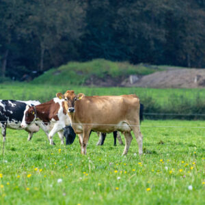 Research suggests that extending the grazing season by just one week can reduce ammonia emissions by 3.5%. Photo: Koos Groenewold