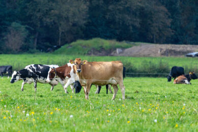 Research suggests that extending the grazing season by just one week can reduce ammonia emissions by 3.5%. Photo: Koos Groenewold