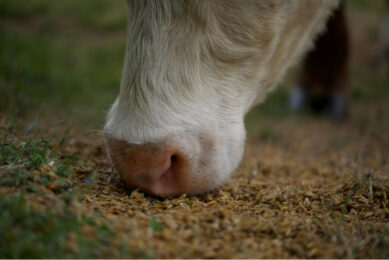 Restrictions that have been in place to mitigate the Bluetongue virus have been eased. Photo: Canva