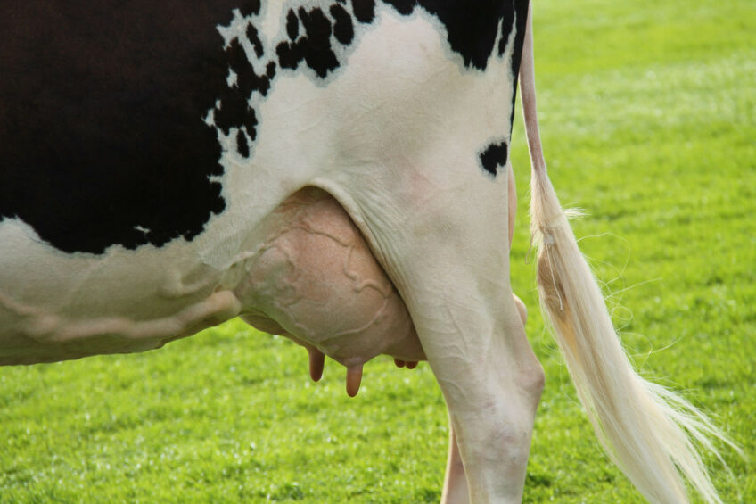 Subclinical hypocalcaemia (SCH) occurs when calcium levels in the blood fall below normal levels, and it can affect nearly half of mature dairy cows and a quarter of first-time calvers. Photo: Canva