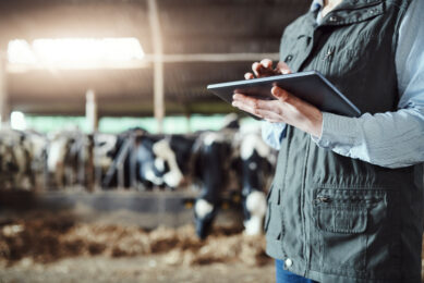 Data-generating technologies improve the ability of dairy farmers to monitor individual animals. Photo: Canva