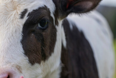 The SRUC researchers expect Hilda, as a lactating cow, will produce 1-2% less emissions than her cohort of cows not selected for lower methane emissions. Photo: SRUC