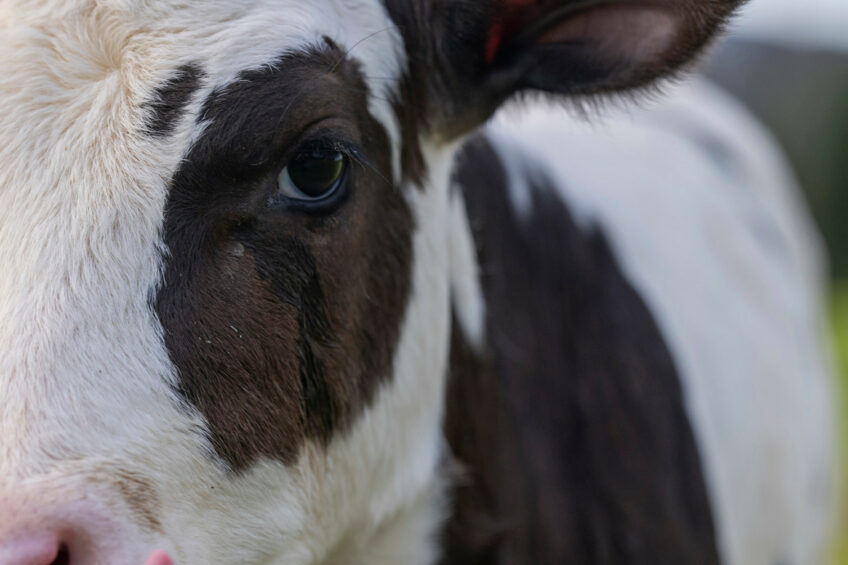 The SRUC researchers expect Hilda, as a lactating cow, will produce 1-2% less emissions than her cohort of cows not selected for lower methane emissions. Photo: SRUC