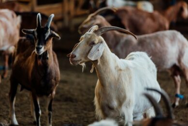 FMD Germany: Suspected goat farm proves negative for virus