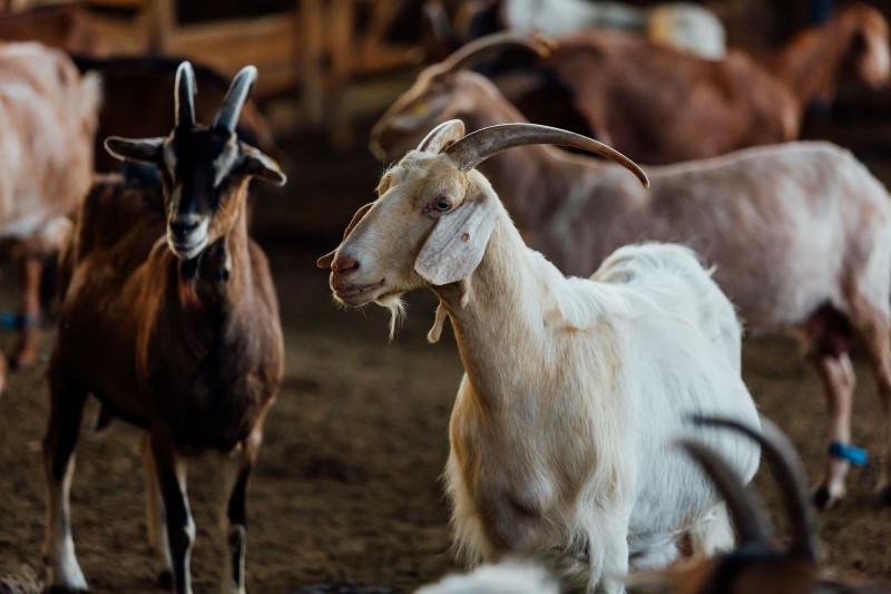 FMD Germany: Suspected goat farm proves negative for virus