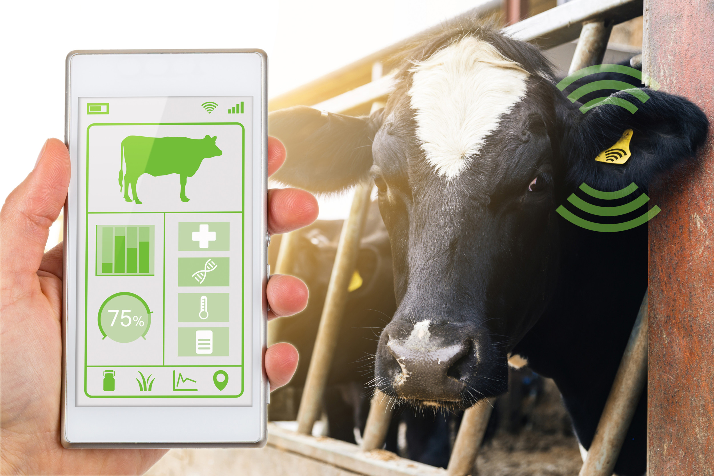 Ear tag accelerometers can determine rumination, eating, and activity behaviours of grazing dairy cattle. Photo: Canva