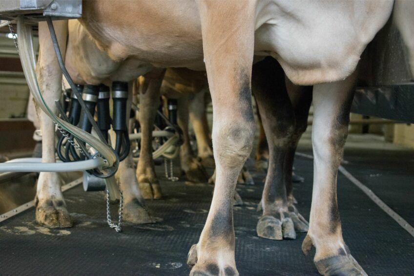 FMD Germany: Dairy industry holds its breath